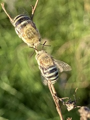 Amegilla murrayensis