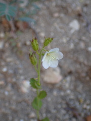 Phacelia viscida albiflora