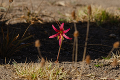 Zephyranthes advena