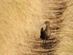 Pardirallus sanguinolentus