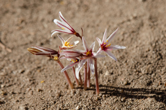 Traubia modesta