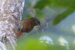 Xiphorhynchus fuscus
