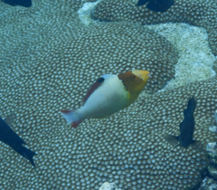 Cetoscarus ocellatus