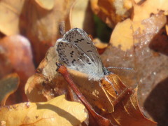 Celastrina echo sidara