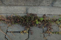 Oxalis corniculata repens