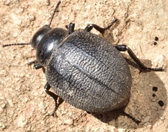 Pimelia rotundata