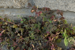 Oxalis corniculata repens
