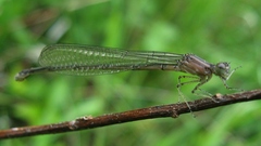 Enallagma exsulans