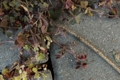 Oxalis corniculata repens
