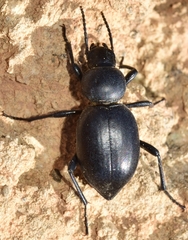 Tentyria incerta
