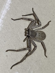 Isopeda canberrana