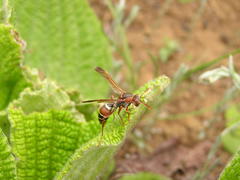 Polistes marginalis