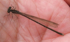 Enallagma exsulans