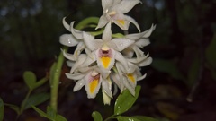 Eulophia recurva