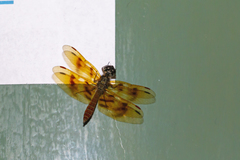 Perithemis lais