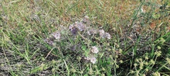 Phacelia cicutaria hispida