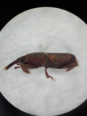 Sitophilus