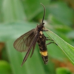 Psichotoe duvaucelii