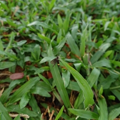 Psichotoe duvaucelii