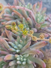 Dudleya virens hassei