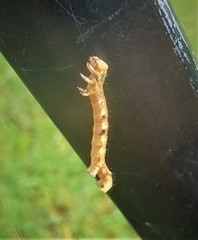 Erannis tiliaria