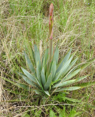 Yucca pallida