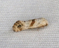 Platphalonidia felix