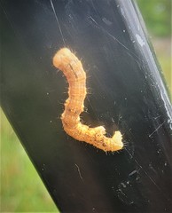 Erannis tiliaria