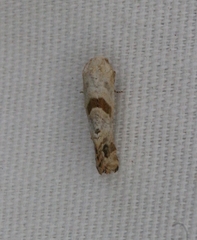 Platphalonidia felix