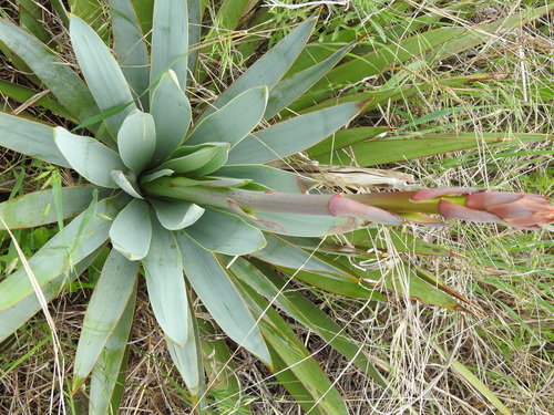 Yucca pallida