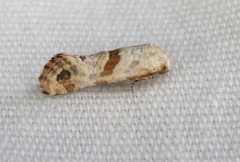 Platphalonidia felix