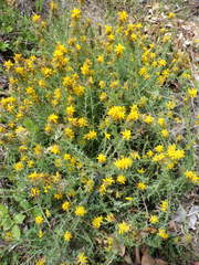 Genista tournefortii