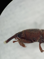 Sitophilus