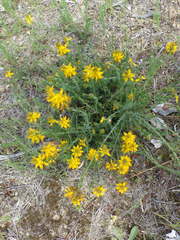 Genista tournefortii