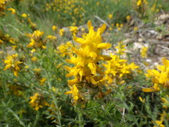 Genista tournefortii