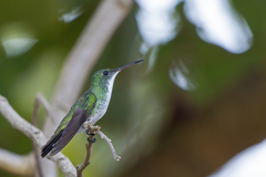 Chrysuronia leucogaster