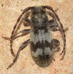 Parmena pubescens