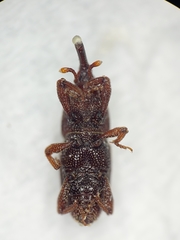 Sitophilus