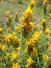 Genista tournefortii
