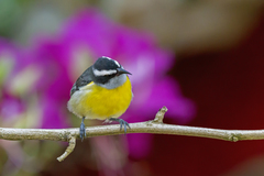 Coereba flaveola