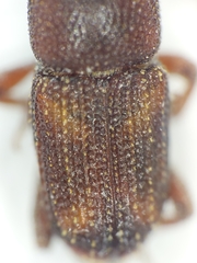 Sitophilus