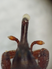 Sitophilus