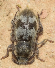 Parmena pubescens