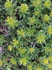 Phedimus kamtschaticus