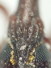 Sitophilus