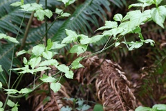 Euonymus occidentalis