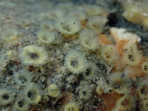 Sulphur Boring Sponge, photo 8 of 9