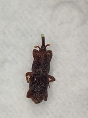 Sitophilus