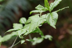 Euonymus occidentalis