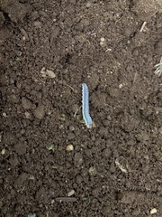 Monostegia